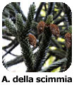 Albero della scimmia